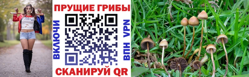 Галлюциногенные грибы ЛСД  Мышкин 